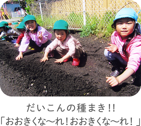 だいこんの種まき！！「おおきくな〜れ！おおきくな〜れ！」